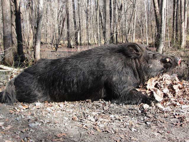 Sanglier pologne 545 kg