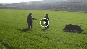 Le sanglier attaque des chasseurs