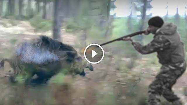 Vidéo Battue Aux Sangliers ( Les Meilleurs Moments ) - Blog De Chasseur