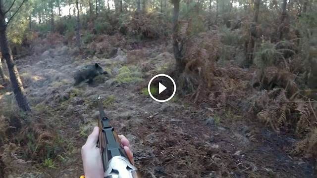 meilleurs moments de chasse 