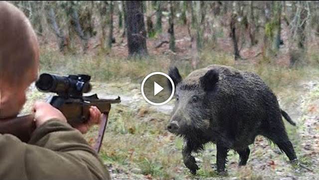 Le Meilleur Vidéo De Chasse Aux Sangliers ! - Blog De Chasseur