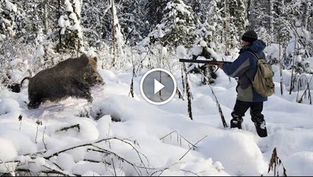 Une Sélection Des Meilleurs Tirs De Sangliers 2017 - Blog De Chasseur