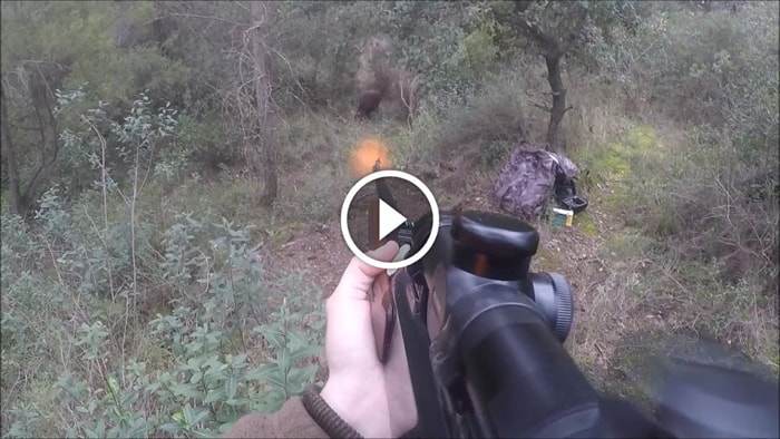 Collection Des Vidéo De Tirs Des Sangliers - Blog De Chasseur