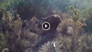 tir d'un sanglier à 1 metre 