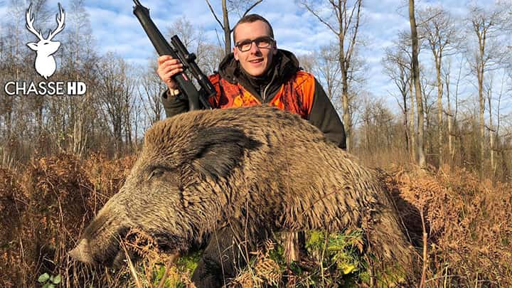 Battue de Sangliers, un Gros Mâle et des Compagnies 