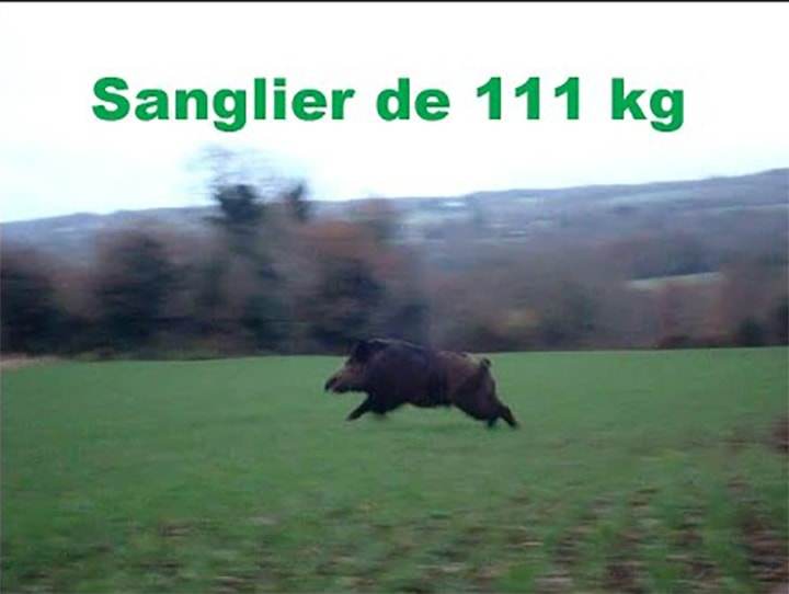 Tir D’un Sanglier De 111 Kg Chasse Aux Sangliers