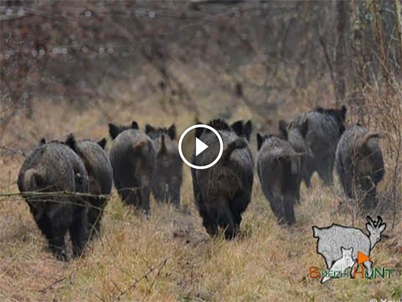 UNE BATTUE INCROYABLE !!!! Battue Aux Sangliers - Blog De Chasseur