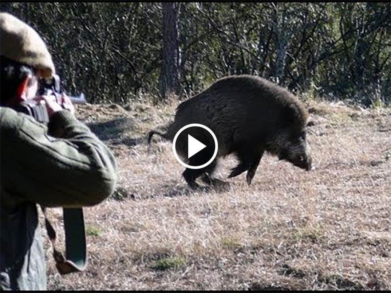 Chasse Aux Sangliers En Battue - Doublé De Sanglier ! - Blog De Chasseur