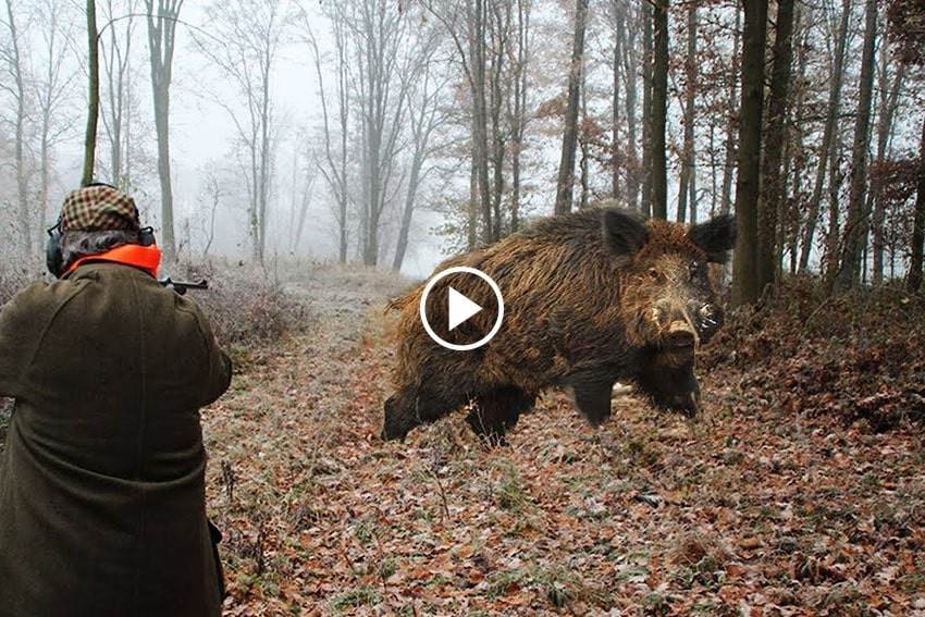 Les Meilleurs Tirs De Battues Aux Sangliers - Top 10 - Blog De Chasseur