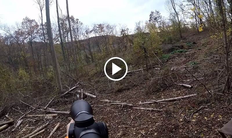 Doublé de sangliers - Chasse en Battue en Moselle