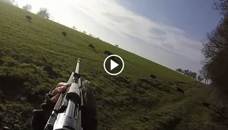 Chasse aux sanglier en Bretagne le