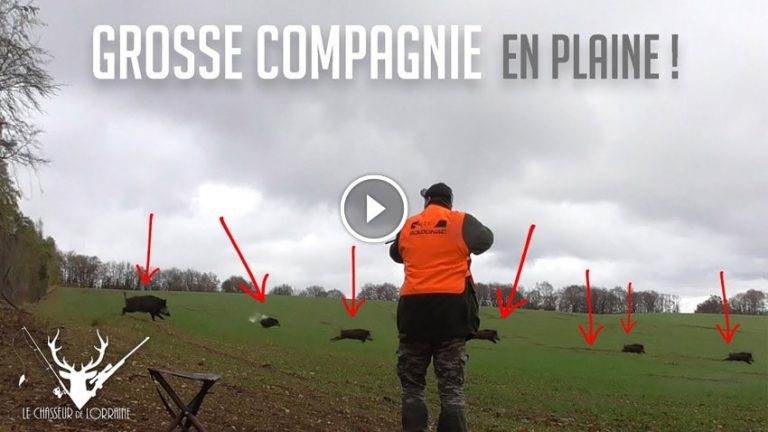 COMPAGNIE DE SANGLIERS EN PLAINE !!! - Blog De Chasseur