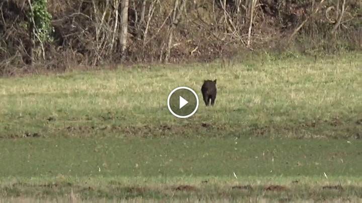 Vidéo de chasse aux sangliers dans le gers