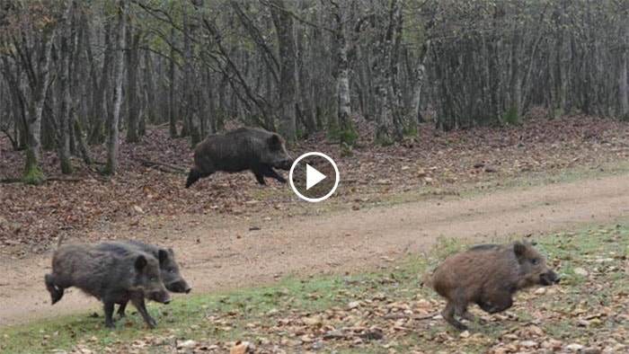 Battues aux gros gibiers - chiens courants