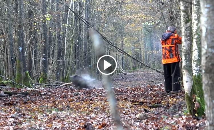 Compilation Des Jolis Tirs Au Sangliers En Battue - Blog De Chasseur