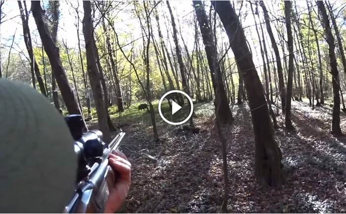 Compilation Chasse au Gros Gibier en battue