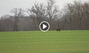 battue sanglier - tir de plusieurs sangliers