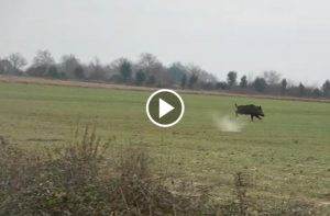 battue sanglier ... tir de deux sangliers