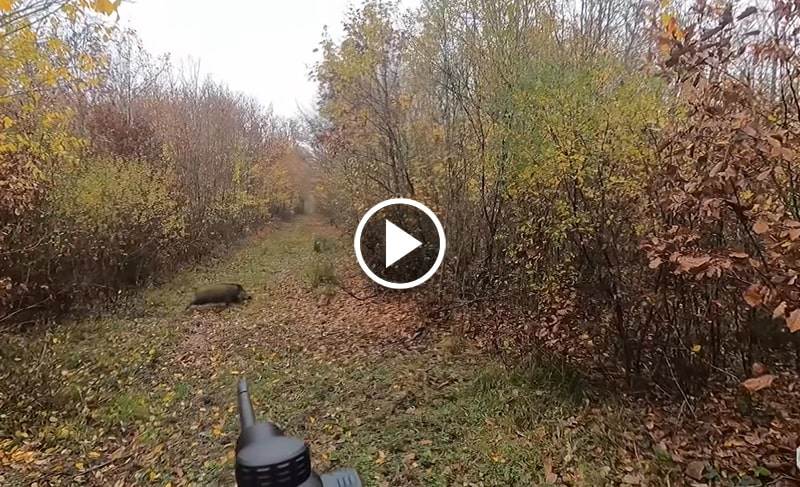 COMPILATION DE TIRS DE SANGLIERS EN BATTUES - Blog De Chasseur