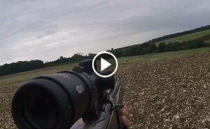 Doublé de sangliers en plaine , superbe scène de chasse