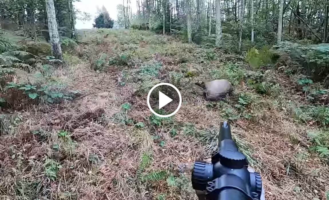 Chasse En Battue Au Sanglier - 3 Sangliers Au Même Poste - Blog De Chasseur