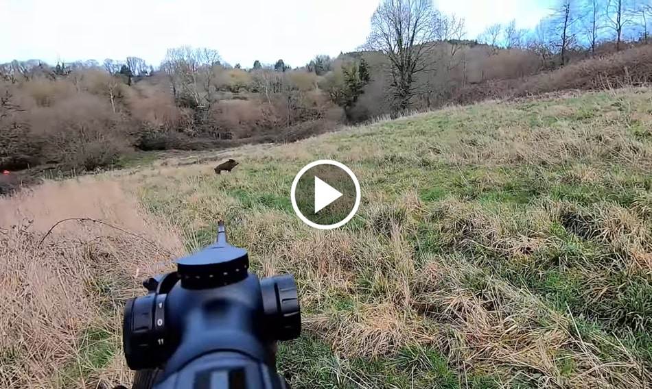 Compilation Tirs De Sangliers En Battues - Blog De Chasseur