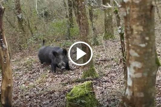 Chasse Aux Sangliers Une Vidéo Complétement DINGUE ! - Blog De Chasseur