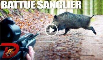 Ouverture Sanglier 2022-2023 En Battue Dans Le Gard - Blog De Chasseur