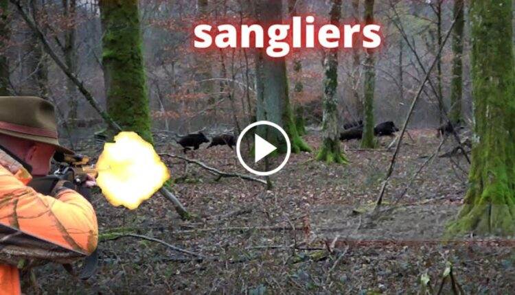 Ouverture Sanglier 2022-2023 En Battue Dans Le Gard - Blog De Chasseur