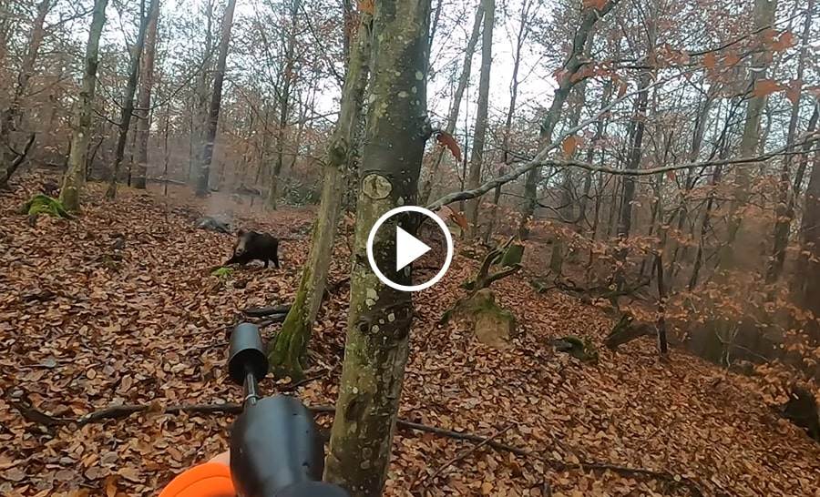 Quadruplé De Sangliers ! Une Battue Incroyable ! - Blog De Chasseur