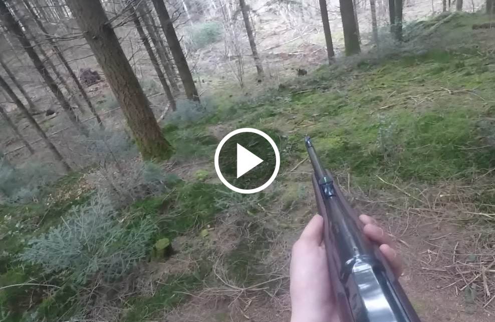 Sangliers En Battue ! Là ça Craque ! - Blog De Chasseur