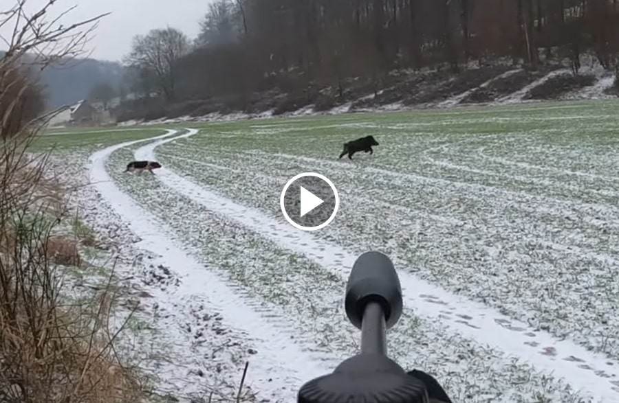 Chasse Aux Sangliers Sous La Neige : 4 Sangliers Au Bout De La Carabine ...