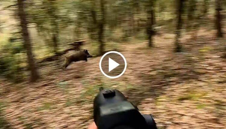 Tripl De Sangliers Une Belle Battue Blog De Chasseur