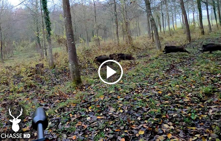 Grosse Compilation De Chasse Aux Sangliers En Battue - Blog De Chasseur